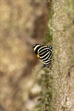 Yellow-banded eight-eighth (Callicore atacama ssp. manova), yellow-black striped butterfly,