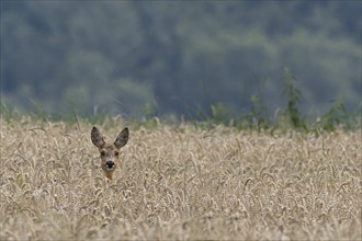 A european roe deer (Capreolus capreolus) looks out of a wheat field with forest in the background,