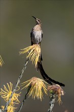 Cape Honeybird (Promerops cafer), adult, male, singing, on flower, Protea, Kirstenbosch Botanical