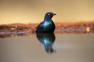 Red-shouldered Glossy Starling (Lamprotornis nitens), adult, in the water, bathing, Kruger National