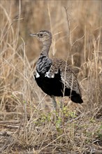 Red-crested Bustard (Lophotis ruficrista), adult, foraging, alert, Kruger National Park, Kruger