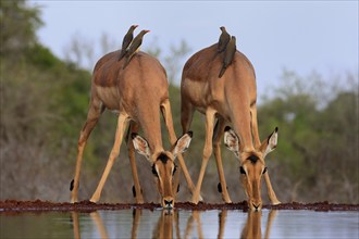 Black heeler antelope (Aepyceros melampus), adult, female, two females, at the water, drinking,