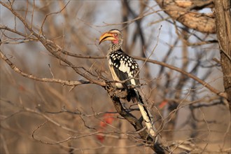 Southern Yellow-billed Hornbill, Red-ringed Hornbill (Tockus leucomelas), adult, on wait, Kruger