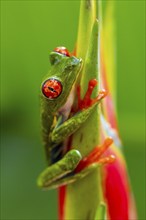 Red-eyed tree frog (Agalychnis callidryas), sitting on the blossom of a false bird-of-paradise