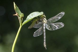 Southern Hawker (Aeshna cyanea) with exuviae, Emsland, Lower Saxony, Germany, Europe