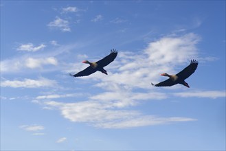 Flying Black bellied whistling ducks, Dendrocygna autumnalis, Amazon Basin, Brazil, South America