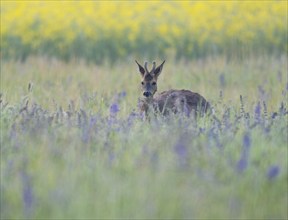 Roe deer (Capreolus capreolus), young roe buck with velvet antlers, velvet antlers standing in a