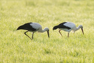 White storks (Ciconia ciconia) foraging in a meadow in the early morning, dew beads on the grass,