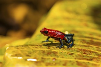 Strawberry poison-dart frog (Oophaga pumilio) sitting on a yellow leaf, Heredia province, Costa