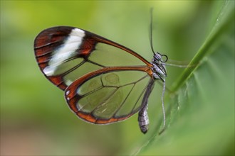 Glasswing butterfly (Greta oto), butterfly with transparent wings sitting on a leaf, Alajuela