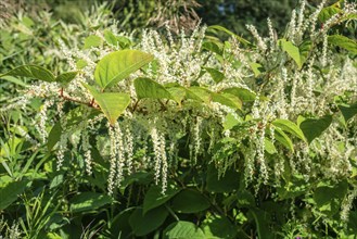 Flowering Japanese Knotweed (Fallopia Japonica), an invasive piece in a forest clearing in Ystad,