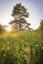 A tree in a meadow with wildflowers at sunset, summer atmosphere, Gechingen, Black Forest, Germany,