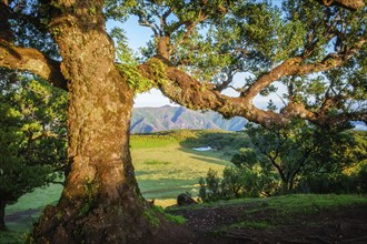 Centuries-old til trees in fantastic magical idyllic Fanal Laurisilva forest on sunrise. Madeira