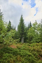 Vegetation with Norway spruce (Picea abies) and colored European blueberry (Vaccinium myrtillus) on