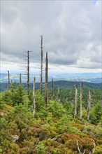 Vegetation with Norway spruce (Picea abies) and colored European blueberry (Vaccinium myrtillus) on