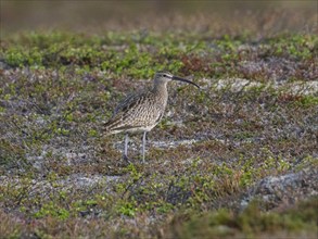 Whimbrel (Numenius phaeopus) adult bird in breeding territory, amongst tundra vegetation, May,