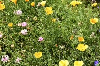 Europe, Germany, Wildflower meadow, Europe