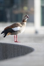 Nile Goose (Alopochen aegyptiaca, standing on a grey concrete wall, which is bent in a semicircle,