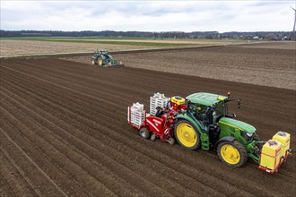 Early potatoes are laid in the soil of the field with a planting machine, tractor with roundabout