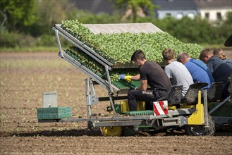 Cabbage, Kappes, is planted in a field, labourers put the young plants, with a bale of substrate,