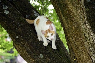 Cat, Turkish Van, domestic cat, in tree