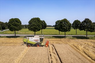 Agriculture, grain harvest, wheat, combine harvester harvesting in a wheat field, near