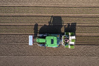 Agriculture, herb gardening, parsley is planted in rows in a field with a planting machine