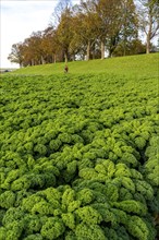 Kale field, growing area in the south of Düsseldorf, Volmerswerth district, on the Rhine, North