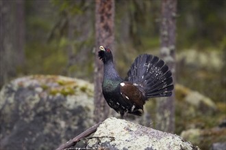 Scandinavia, Sweden, capercaillie in summer (Tetrao urugallus), Vesterberget, Hamra, Sweden, Europe