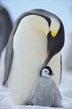 Emperor penguins, Aptenodytes forsteri, Adult Protecting her Chick on her Feet, Snow Hill Island,