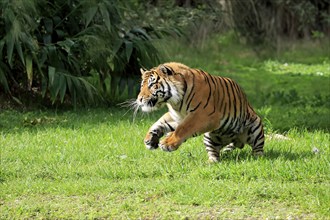 Sumatran Tiger (Panthera tigris sumatrae), adult male hunting, focussed, alert, Sumatra