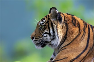 Sumatran tiger (Panthera tigris sumatrae), adult, portrait, alert