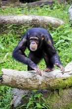 Chimpanzee (Pan troglodytes troglodytes), subadult, half-grown, imposing behaviour