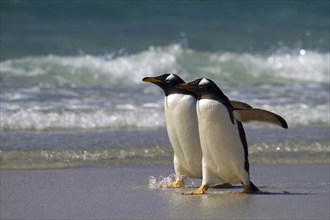 Gentoo penguin (Pygoscelis papua), on Sounders Island, Falkland Islands, Antarctica, two animals,