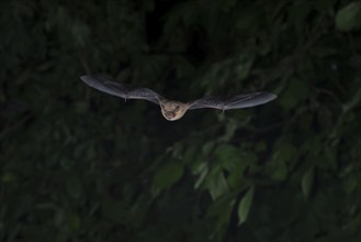 Common pipistrelle (Pipistrellus pipistrellus) hunting insects in front of deciduous forest,