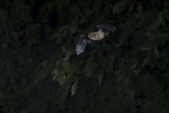 Common pipistrelle (Pipistrellus pipistrellus) hunting insects in front of deciduous forest,