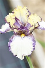 Beautiful multicolored iris flower bloom in the garden. Close up, fragility and summer concept