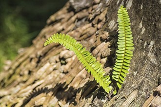 Green fern growing out of a tree trunk