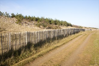 Wooden fence of sand dune conservation scheme at Sizewell, Leiston, Suffolk, England, United