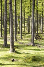 Woodland landscape tree trunks on the banks of Lake Buttermere, Cumbria, England, UK