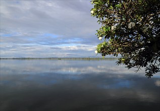 Frangipani flowers calm lake water Polonnaruwa, North Central Province, Sri Lanka, Asia