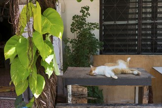 Sleeping cat on a table, rest, break, chill, chill out, relax, animal, house cat, lazy, resting,