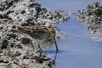 Common snipe (Gallinago gallinago) foraging in shallow water by probing soft mud at mudflat along