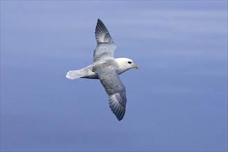 Northern fulmar, Arctic fulmar (Fulmarus glacialis) in flight soaring against blue sky along the