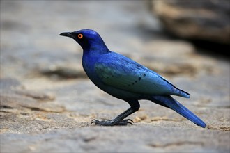 Red-shouldered Glossy Starling (Lamprotornis nitens), adult, foraging, alert, Mountain Zebra