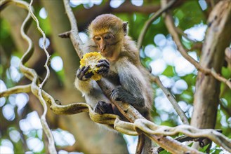 Free-living macaque monkeys (Macaca), at Railay beach, monkey, animal, mammal, wildlife,