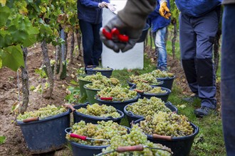 Hand-picking of Chardonnay grapes in the Palatinate (Norbert Groß winery, Meckenheim)