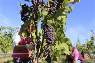 Grape grape harvest: Hand-picking of Pinot Gris grapes in the Palatinate (Norbert Groß winery,