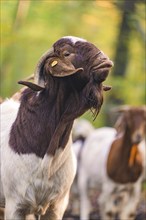 Goat with peculiar head posture in autumnal forest, forest pasture project, compensation for