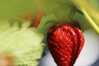 Close-up of ripe strawberries in the field